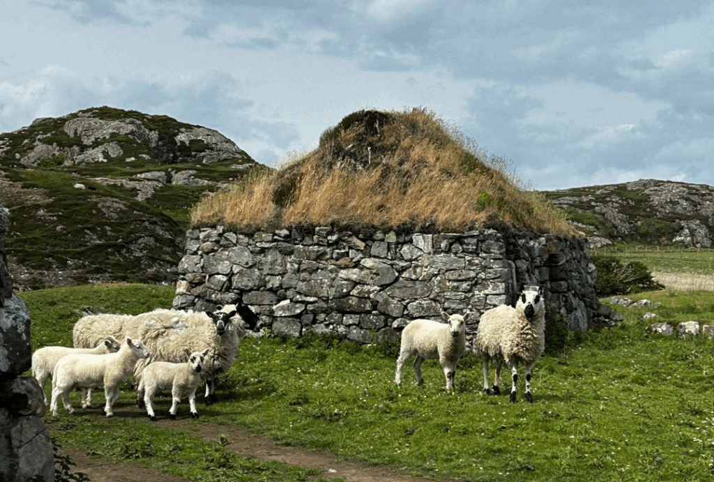two adult sheep, with black noses, and three younger sheep, mostly white, peer at the camera in front of a stone house with thatch growing wild on the roof